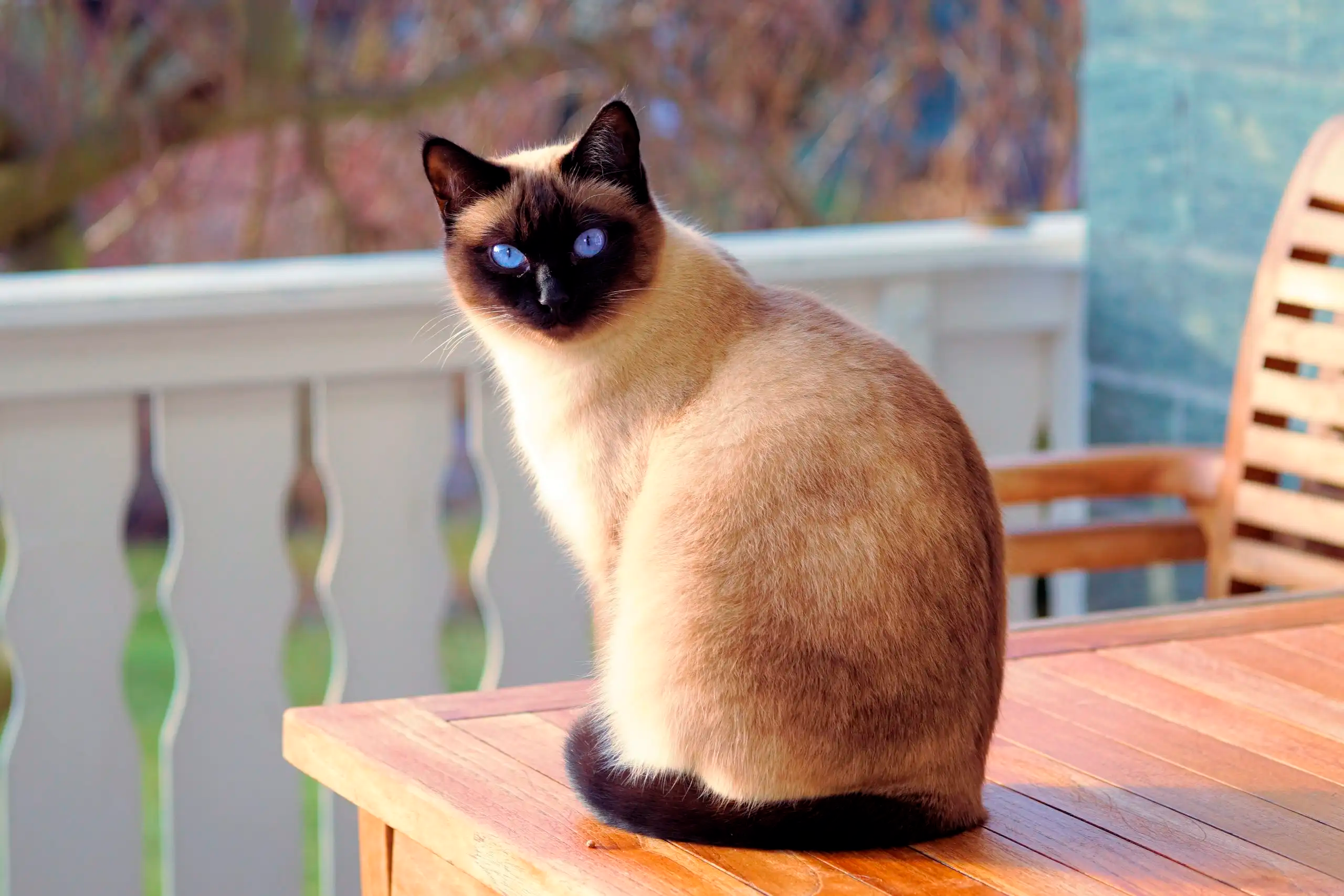 Gatos Siameses: Todo lo que necesitas saber Gatos Siameses: Todo lo que necesitas saber